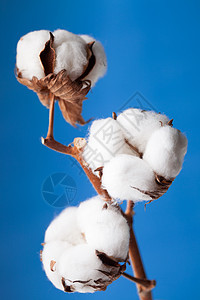 棉花花植物植物学花朵枝条装饰蓝色纺织品宏观棉布风格图片