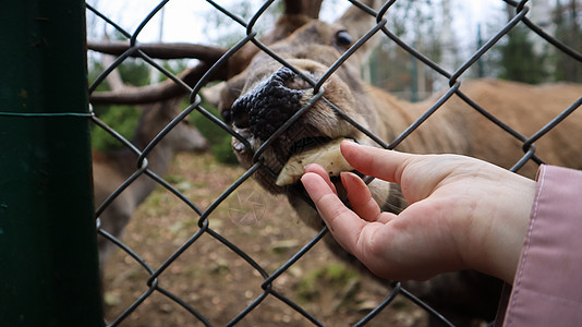 在动物园里 一只女人通过栅栏喂养鹿 用角喂鹿 鹿吃雌蜂的甜菜旅行栖息地动物哺乳动物身体森林野生动物食物毛皮女性图片