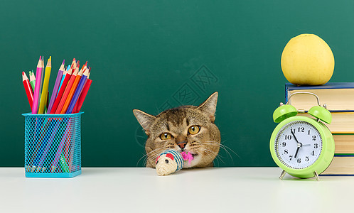 苏格兰灰猫坐在绿色学校董事会的背景上 回到学校后 他们可以继续上学宠物学习铅笔学生桌子木板黑板动物工作室课堂图片