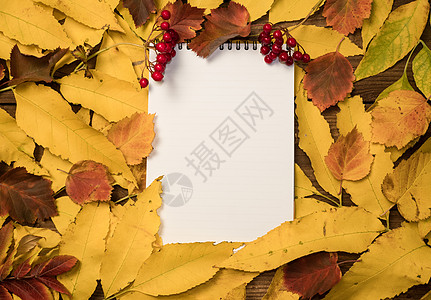 笔记本的顶视图 上面有秋天鲜艳的五颜六色的树叶 五颜六色的叶子和空白的日记页和一束红色浆果 秋季布局 复制空间 教育理念书法桌子图片