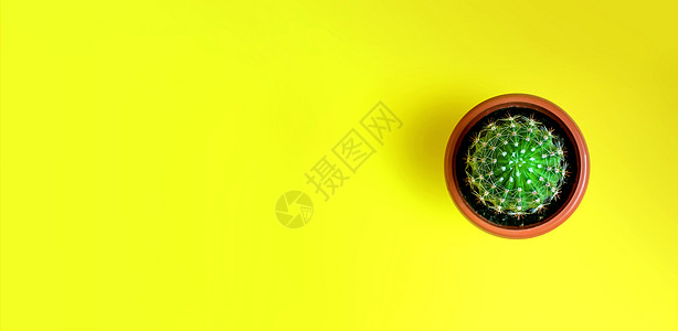 小丽花在罐的小装饰仙人掌在黄色背景 室内植物 极简主义概念 横幅背景