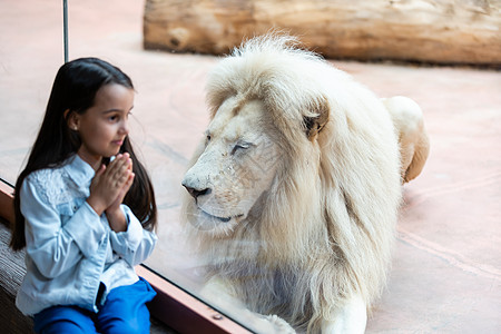 小女孩和狮子在动物园的玻璃后面孩子女士兄弟幼儿园团体野生动物童年动物婴儿活动图片