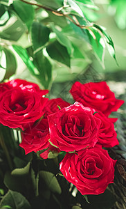 盛红玫瑰的包束 作为花香节日礼物 美丽的鲜鲜花园花当家居装饰品花束女士奢华装饰展示太阳新娘卡片母亲邀请函图片