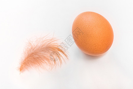 白底鸡的棕鸡蛋和小毛羽毛鸡 与世隔绝小鸡生活动物母鸡绒毛椭圆形婴儿想像力食物新生图片