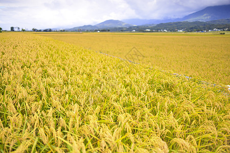 秋天美丽的开普稻田和山谷食物自然农场粮食生长国家植物培育收成农村自然的高清图片素材