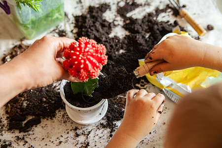 作物母亲和儿童一起种植仙人掌桌子童年女士生长父母培育孩子土壤植物植物群图片