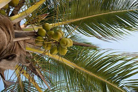 桑给巴尔棕榈上的绿色椰子维生素营养食物团体树干异国牛奶生长坚果农业图片