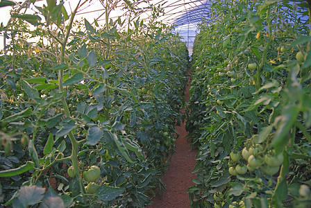 温室气体塑料技术沙拉水果生产植物培育饮食叶子营养图片