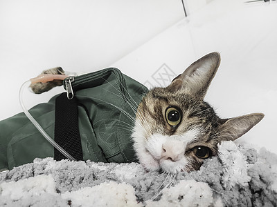 和兽医诊所的撒尿者猫咪动物医院输血检查外科药品保健外套猫科治愈图片