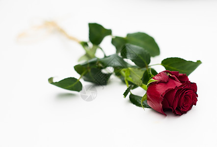 孤立的红玫瑰花卡片花瓣婚礼礼物热情宏观植物叶子纪念日花朵图片