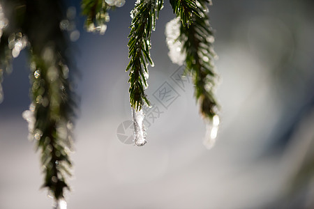 冬天夜间 树上满是清雪镜片宏观耀斑植物场景云杉树木假期松树木头图片