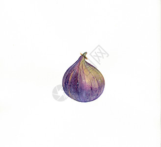 Figs 水彩画手绘插图图片