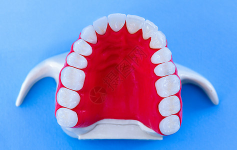 具有牙齿和口香糖解剖模型的上人下巴美白手术医生假肢解剖学外科实验室诊所药品健康图片