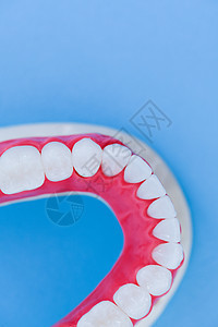 具有牙牙和口香糖解剖模型的下人下下下巴技术口服牙齿塑料解剖学美白医生健康口腔科假牙图片