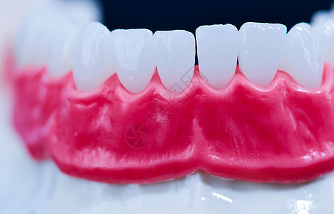 具有牙牙和口香糖解剖模型的下人下下下巴塑料诊所医生卫生口腔科牙科微笑解剖学手术药品图片
