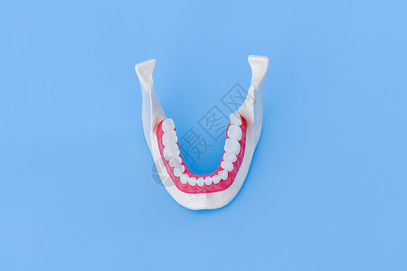 具有牙牙和口香糖解剖模型的下人下下下巴健康牙医牙科实验室假牙口腔科外科牙齿微笑口服图片