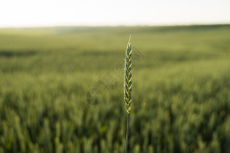 与农田的年轻绿色麦子小穗在背景 未成熟的谷物 农业 有机食品的概念 小麦发芽生长在土壤中粮食草地天空食物收成土地天气收获阳光环境图片