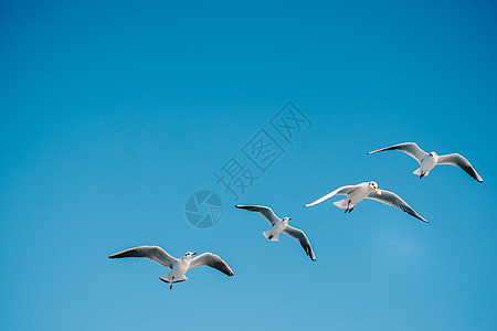 海鸥在天空中飞翔生活海鸟伙伴羽毛照片动物群家禽朋友们鸟类观鸟图片