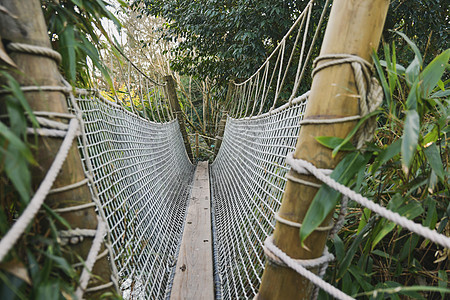 雨林中的一座悬浮木桥图片