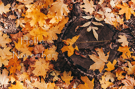 你好秋天你好十一月 秋天森林里看起来很自然的树桩和黄色的枫叶 与秋天叶子和森林的木树桩在自然背景 设计模板 复制空间橙子荒野木板渲染气氛背景