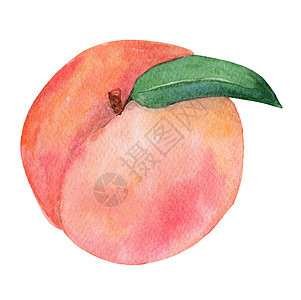 以白背景分离叶子的水彩桃果 用于品牌 印刷 厨房装饰背景图片
