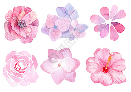 在白色背景上隔绝的粉红色花朵 用于发放结婚卡 纸牌装饰 印刷图片