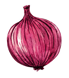 白色上孤立的全红洋葱水彩色 手画蔬菜插图图片