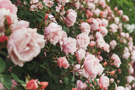 粉红玫瑰在花园的花束里盛开 作为背景植物墙纸园艺香味浪漫庆典花瓣玫瑰叶子宏观图片