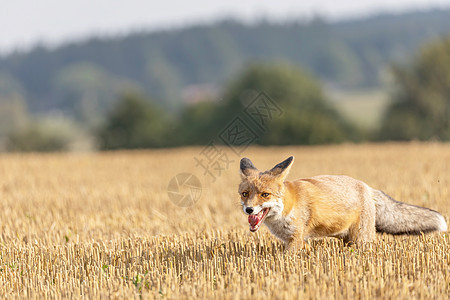 红狐狸正在一个黄色的碎块上奔跑哺乳动物食肉猎人毛皮手表尾巴动物群打猎环境捕食者图片