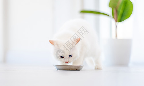 灯光室的拉格多猫白色蓝色猫咪爪子动物眼睛毛皮哺乳动物食物工作室图片