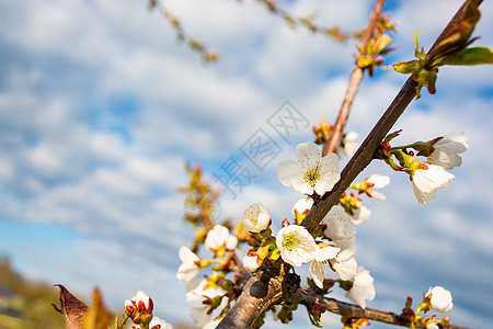 一棵果树的春花 普拉姆花朵花园高清图片素材