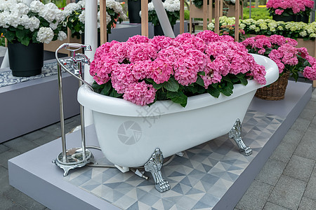 妇女日用充满粉红花兰花的古老浴缸婚礼温泉花序市场女士绣球花花朵女性花束玫瑰图片