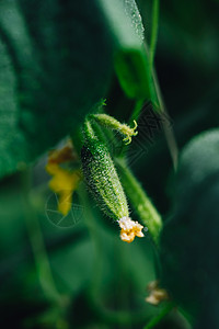 园中葡萄园的黄瓜图片