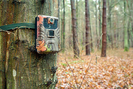 森林树上的摄像头陷阱图片