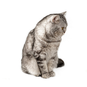 长毛美丽的黑白条纹黑猫 苏格兰人 坐在白色背景上图片