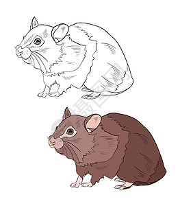 荷包蛋填色图标彩色和黑白着色书的插图 在孤立的白色背景上画一只豚鼠背景
