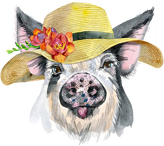 夏帽猪的水彩画像图片