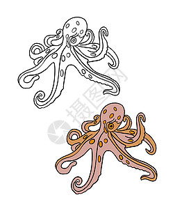 彩色和黑白着色书的插图 在孤立的白色背景上画一只章鱼图片
