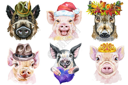 一组猪肖像 白色背景上的动物水彩色插图花圈紫色猪肉帽子朋友绘画礼物农场伴侣打印图片