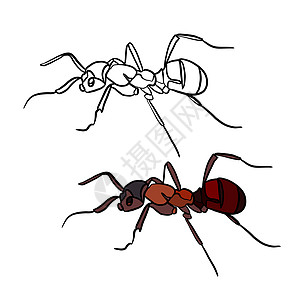 彩色和黑白着色书的插图 在孤立的白色背景上画一只蚂蚁图片