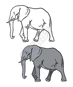 彩色和黑白着色书的插图 在孤立的白色背景上画一头大象图片