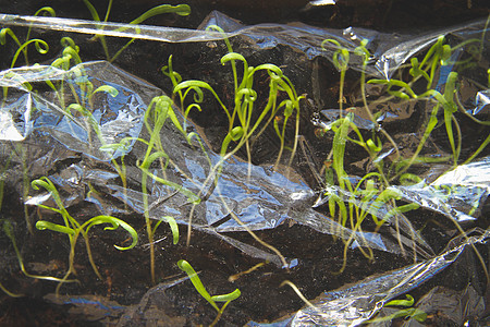 透明薄膜下的种子 在温室里授精的种子植物肥料技术园艺聚合物蔬菜土壤植物学地面宏观图片