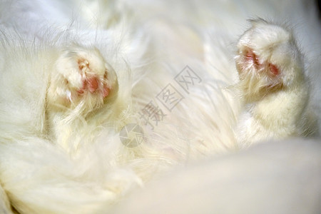 睡猫的白爪草图猫咪宠物毛皮眼睛绘画哺乳动物说谎乐趣家庭图片