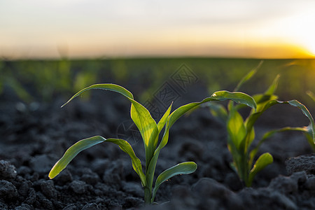日落时在有机土壤上喷发青绿的青玉米 种植植物 农业图片