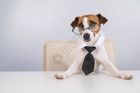 狗杰克罗素泰瑞穿着领带和眼镜坐在桌子上风镜瞳孔记者犬类学习秘书椅子奇观职业工作图片