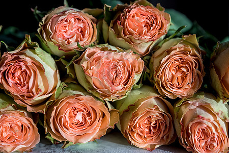 美丽的英国玫瑰花 阳光下 美丽的牡丹形浓密的粉红玫瑰 情人节 爱与忠诚的概念 花店的概念 一家小型家族企业婚礼投标植物学玫瑰牡丹图片