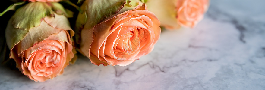 美丽的英国玫瑰花 阳光下 美丽的牡丹形浓密的粉红玫瑰 情人节 爱与忠诚的概念 花店的概念 一家小型家族企业庆典周年婚礼卡片植物群图片