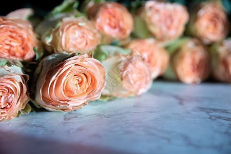 美丽的英国玫瑰花 阳光下 美丽的牡丹形浓密的粉红玫瑰 情人节 爱与忠诚的概念 花店的概念 一家小型家族企业牡丹花园假期展示花瓣庆图片