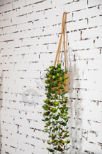墙壁设计挂在白砖背景上的树盆 挂在墙上的家庭植物 对于背景 墙纸 演示文稿 春季 夏季假期视觉传达设计概念 斯堪的纳维亚室内图片