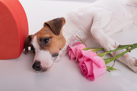 一只可爱的狗躺在一个心形盒子旁边 在白色背景上拿着一束粉红玫瑰花 情人节礼物动物朋友卡片假期犬类热情谎言标语乐趣宠物图片